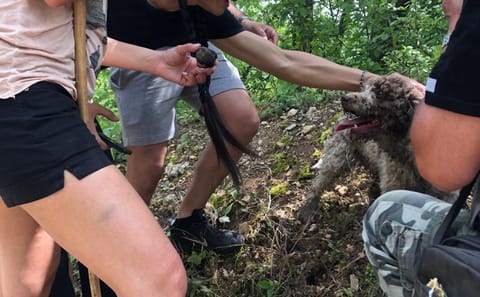 Truffle Hunting and Amarone Wine Tasting in Marano di Valpolicella
