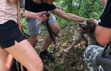 Truffle Hunting and Amarone Wine Tasting in Marano di Valpolicella