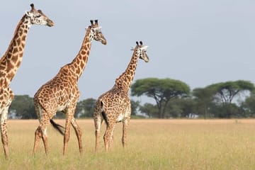 4-Day Birding in Murchison Falls National Park