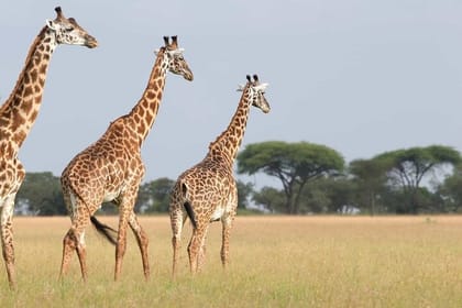 4-Day Birding in Murchison Falls National Park