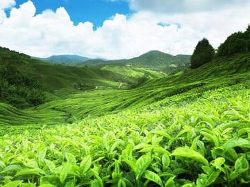 6 Days Sri Lanka Private Heritage Tour
