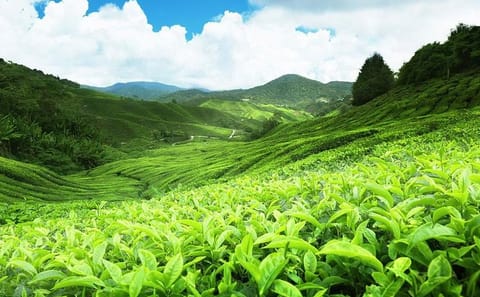 6 Days Sri Lanka Private Heritage Tour