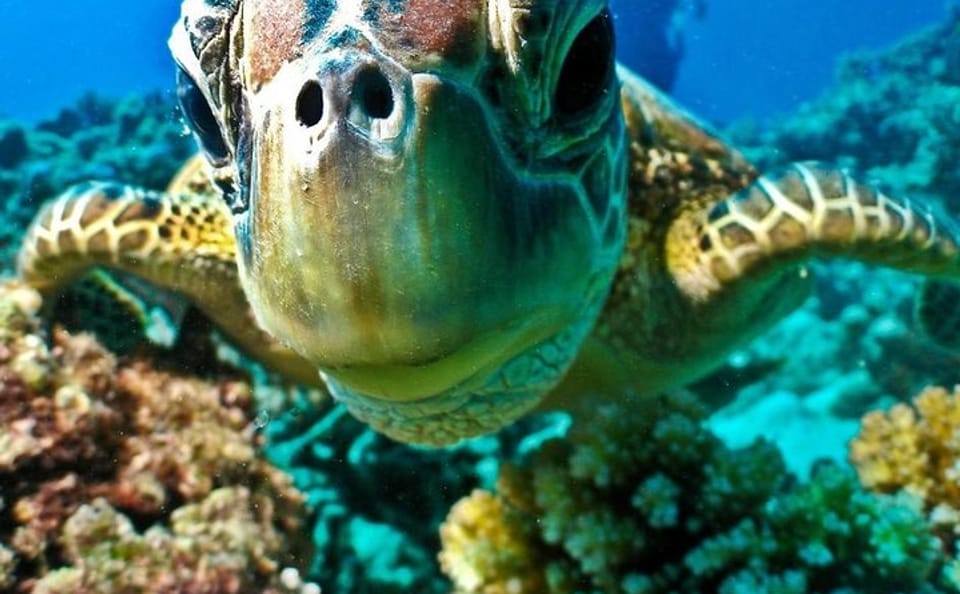 Advanced Open Water Diving Course in Hurghada, Egypt
