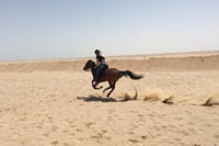 Hurghada : Horse Riding 2 Hours Sea & Desert with Transfer 7