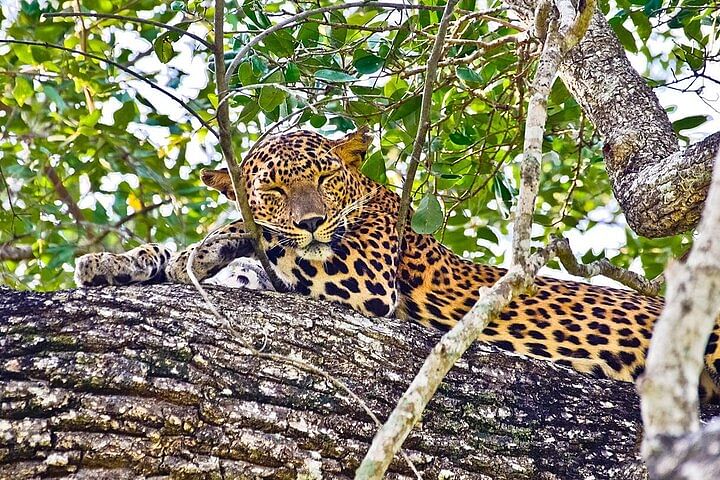 Yala National Park Safari: Spot Leopards & Explore Diverse Wildlife