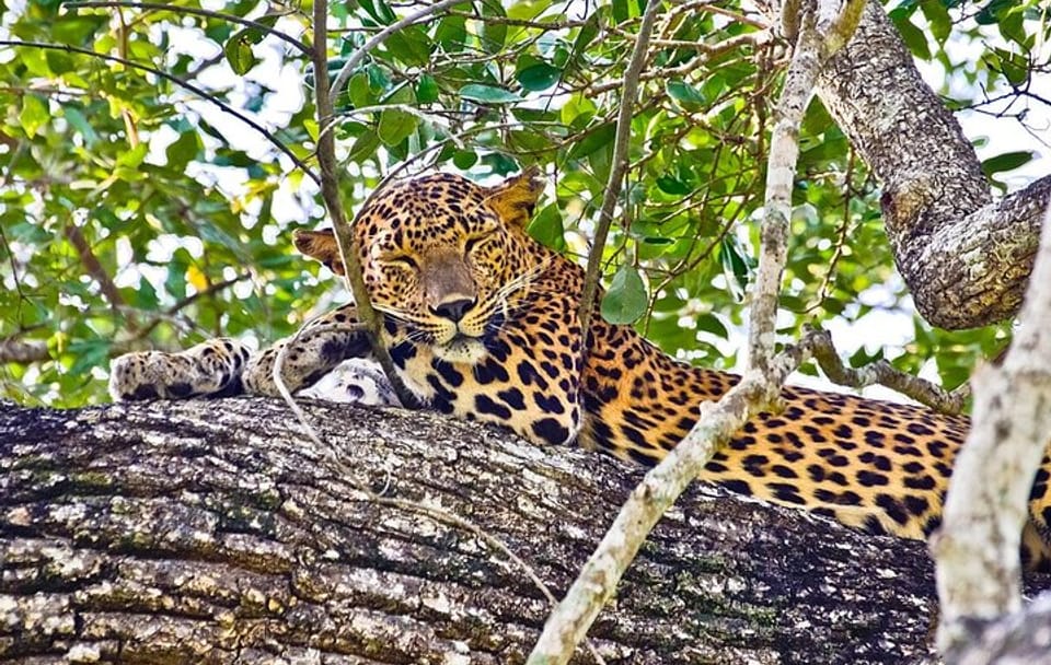 Yala Half Day Safari from Yala