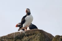 Reykjavík Classic Puffin Watching 5
