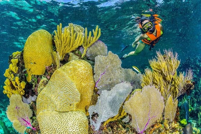 Half Day Guided Snorkeling Adventure in Puerto Morelos 8