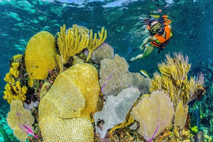 Half Day Guided Snorkeling Adventure in Puerto Morelos 8