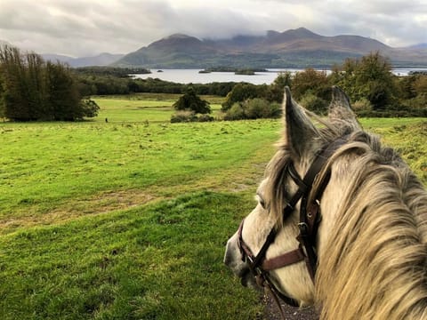 Killarney National Park horseback ride. Kerry. Guided. 2 hours.