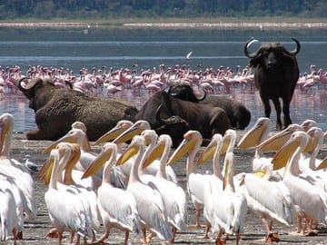 Lake manyara