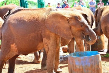 Half Day Guided Tour of David Sheldrick Elephant Orphanage in Nairobi