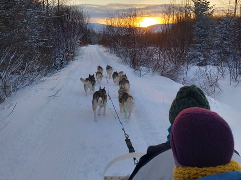 Dog Sledding in Akureyri - Private, photo 2