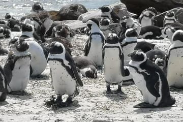 Private Whale Watching, Penguin Viewing, and Wine Tasting Tour from Cape Town