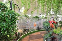  Dubai Butterfly Garden  3