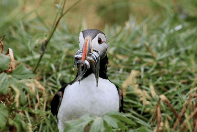 Reykjavík Whales & Puffins 8
