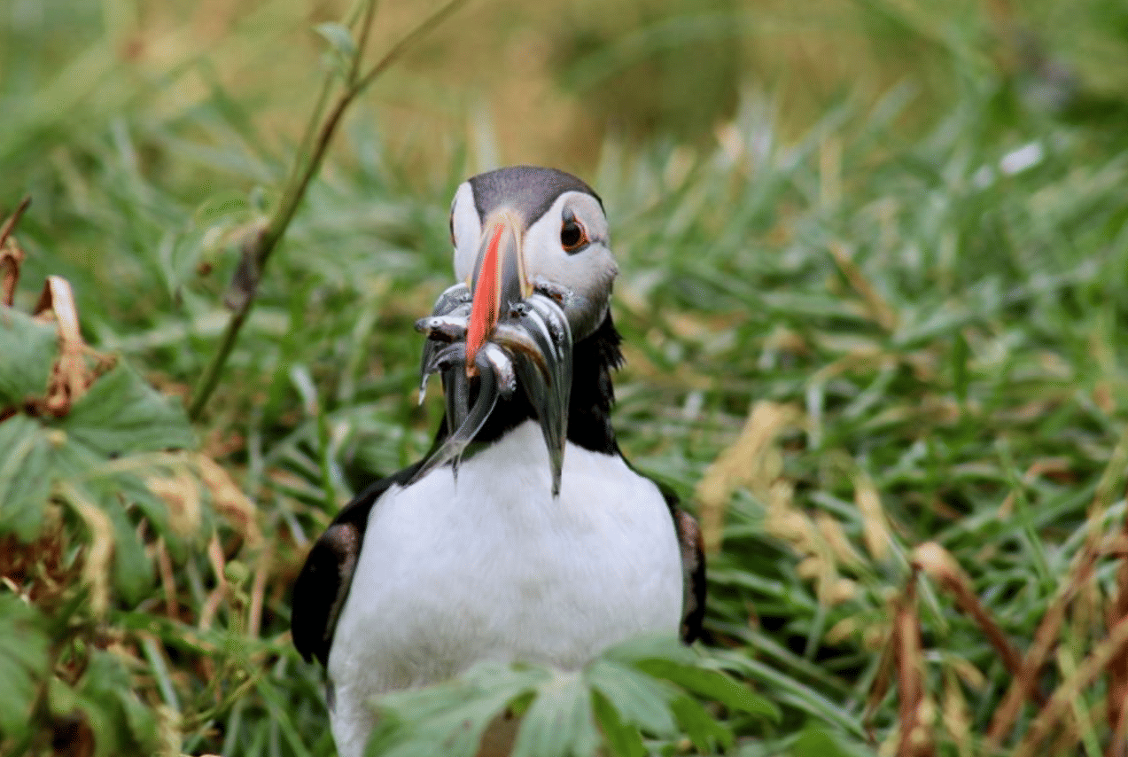 Reykjavík Whales & Puffins 8