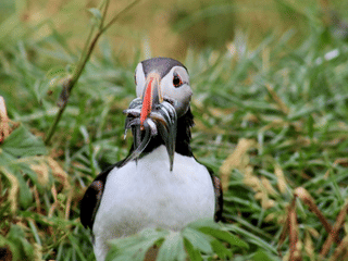 Reykjavík Whales & Puffins, photo 9
