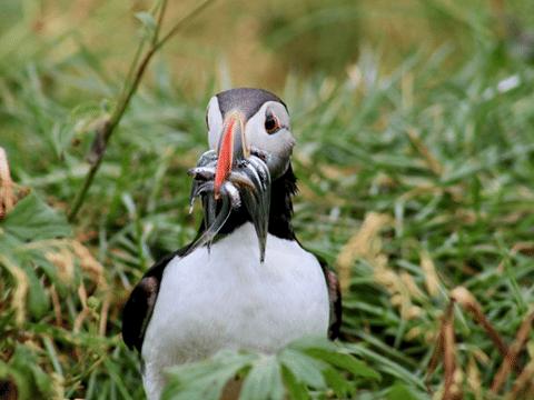Reykjavík Whales & Puffins, photo 9