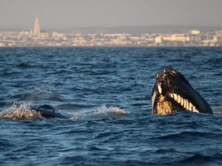Reykjavík Premium Whale Watching, photo 15