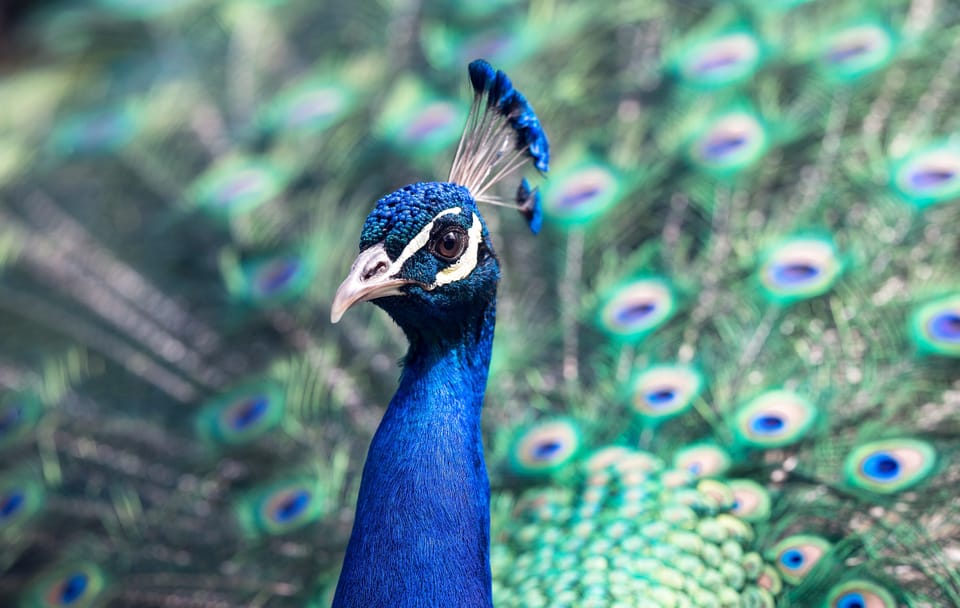 Private Nature Tour of Kuala Lumpur Bird and Butterfly Parks