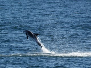 Reykjavík Classic Whale Watching , photo 27