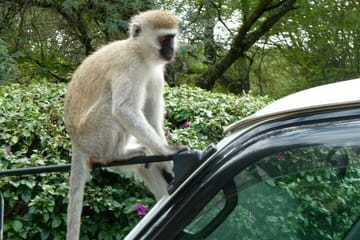 3 Day Maasai Mara Shared Safari In a Land Cruiser