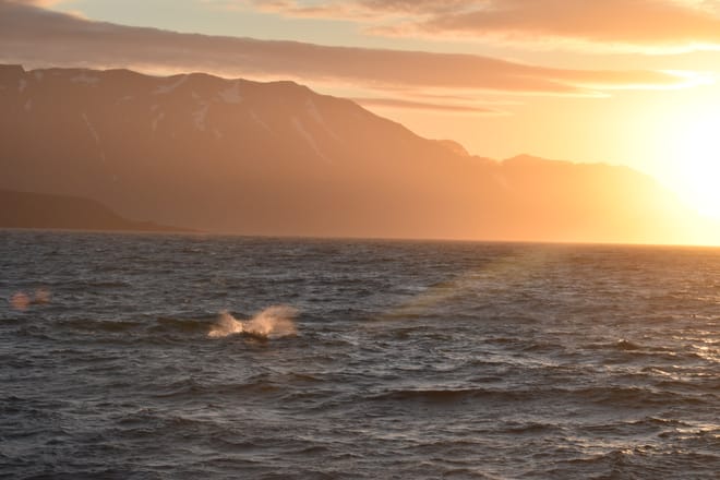 Akureyri Express Whales in the Midnight Sun 5