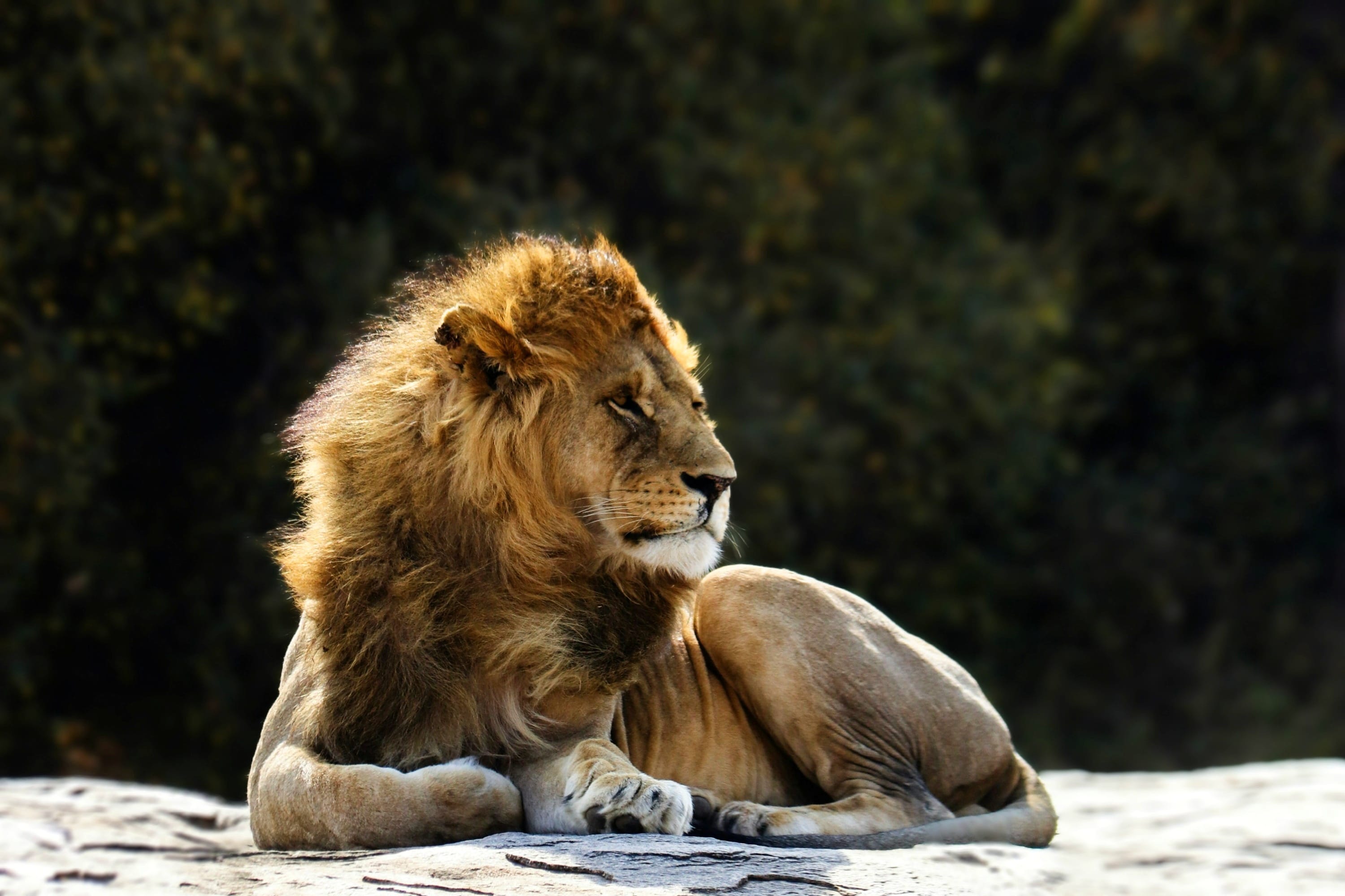 A male lion with a large mane resting on a rock in Ngorongoro Crater, Tanzania.