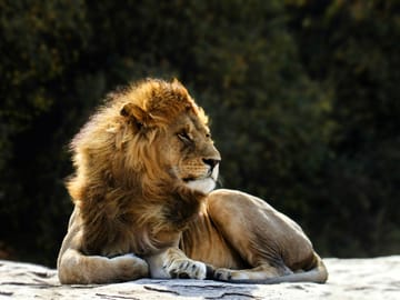 Majestic male lion resting in Ngorongoro Crater during a luxury Tanzania safari.