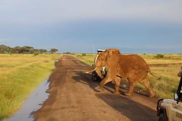 2-Day Private Safari to Amboseli National Park