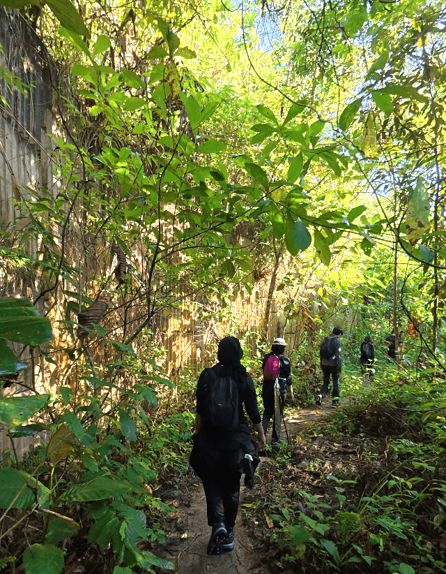 Hikers walk on a narrow dirt trail through dense green jungle foliage with a steep bank on the left. 