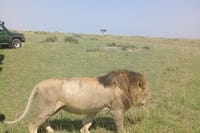 The great king of the jungle