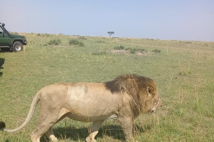 The great king of the jungle