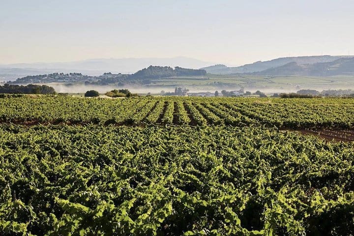 Penedes Vineyards