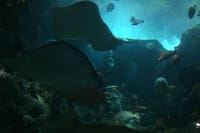 Private Family Day Tour in Guangzhou to Grandview Aquarium and Guangzhou Zoo 3