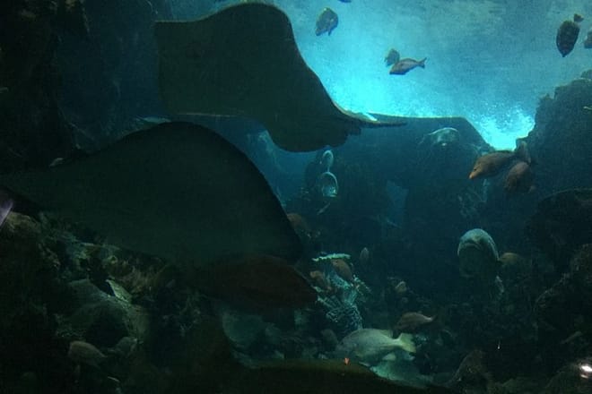 Private Family Day Tour in Guangzhou to Grandview Aquarium and Guangzhou Zoo photo 3