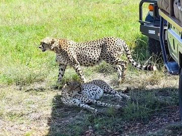 2 Days safari of Masai Mara
