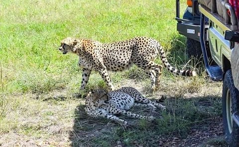 2 Days safari of Masai Mara