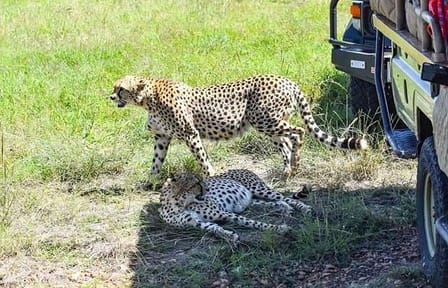 2 Days safari of Masai Mara