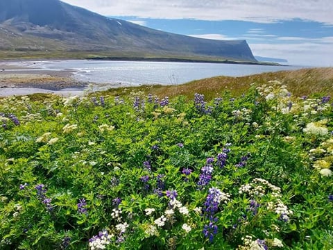 Ísafjörður - Grunnavík, photo 3