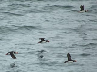 Reykjavík Premium Puffin Watching, photo 12