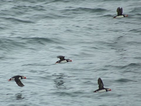 Reykjavík Premium Puffin Watching, photo 12