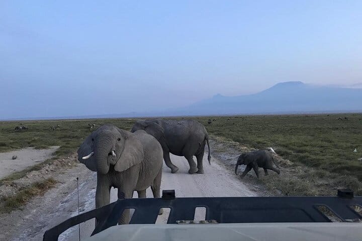 Found in Amboseli