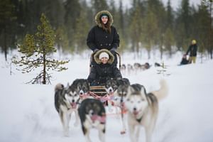 Visit the Husky Farm and Husky Sleigh Experience