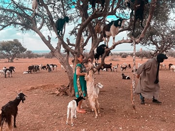 Essaouira Full Day Trip from Marrakech — Atlantic Medina and Argan Coast