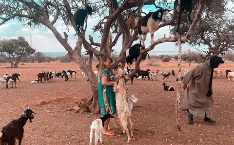 Essaouira Full Day Trip from Marrakech — Atlantic Medina and Argan Coast