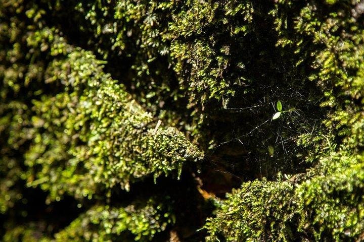 Full-day Cuc Phuong National Park Eco-adventure