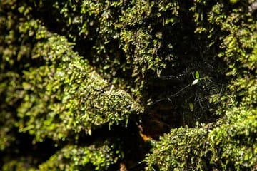 Full-day Cuc Phuong National Park Eco-adventure