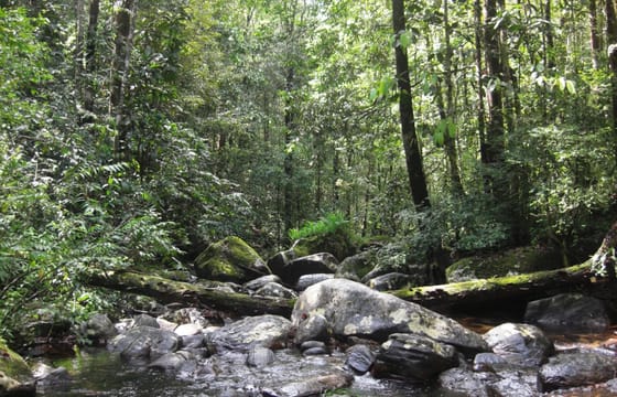 Journey of Sinharaja Rain Forest